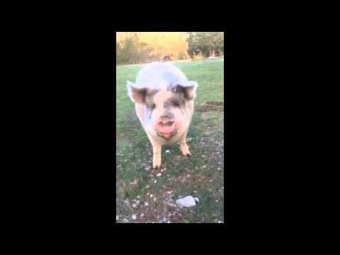 Hogs & Kisses from your friends at Sanctuary One