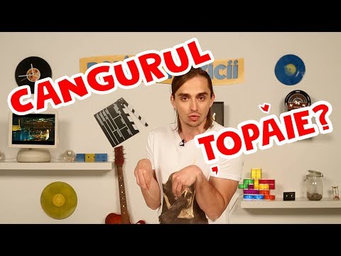 Politia Muzicii: SORE - Saruta-ma si taci, BOIER BIBESCU - Noapte Alba