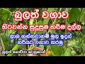 හිටවන්න හරිම බුලත් දල්ල Bulath Wagawa Betel Cultivation Bete