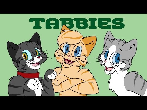 Cat Colour Genetics: Pt 3 - Tabbies