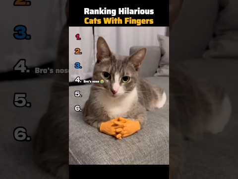 Ranking Hilarious Cats With Fingers