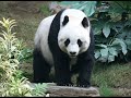 panda bear sounds