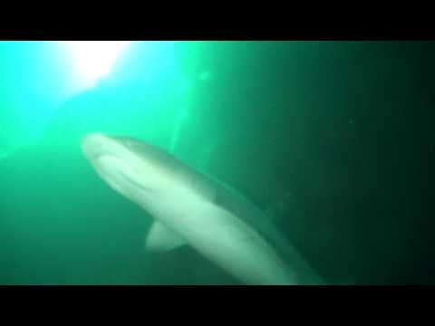 Shark Caves at Tunnels Reef