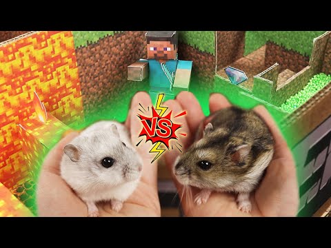 Hamsters Escape Minecraft Maze with Traps Challenge. Who is the winner ?