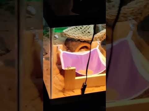 Smokey and Prince 💙💜