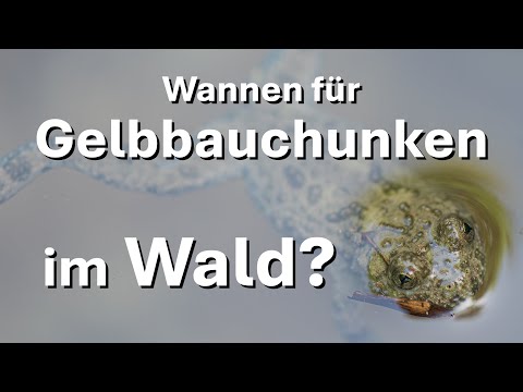 Wannen für Gelbbauchunken als Laichgewässer im Wald