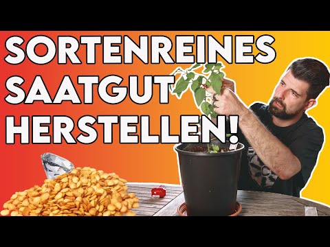 Sortenreines Saatgut gewinnen (Blüten selbst bestäuben) | Anleitung