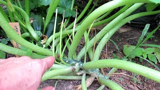 How to Manage Pests & Diseases on Squash & Zucchini Plants: Vine Borers, Hydrogen Peroxide, Mildew