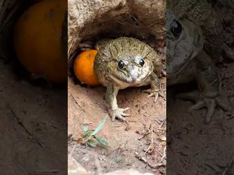 se lo merecía por curioso 🫢😢😢 #animales #animals #sapo #susto #personas #terror #miedo #shorts