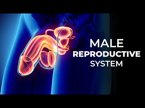 Male Reproductive System Complete 3D Animation