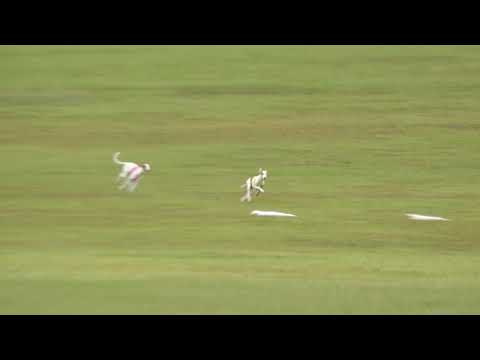 Ibizan Hound Lure Coursing