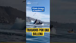 ¿Te puede tragar una ballena? ￼