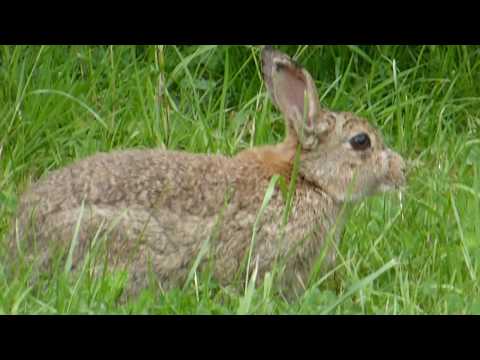 Bunny  - Wild Rabbits - Kanína - Villtar kanínur - Spendýr - Dýralíf