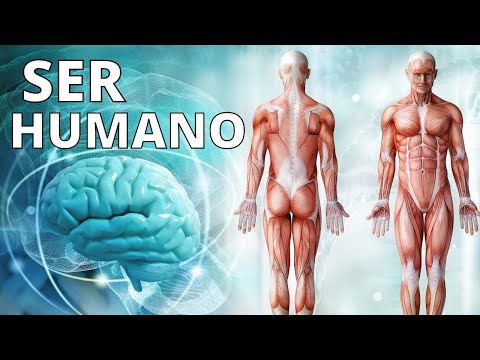 What is a HUMAN BEING? Origin, characteristics, life stages, senses, needs🙍‍♂️