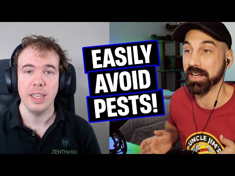 BEST Ways To Battle Spider Mites In Your Garden!