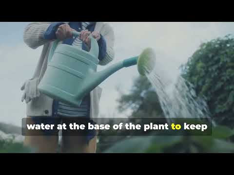 Bay Tree Troubles? Spot & Solve These 5 Common Problems Now! 🌿 #GardenCare #PlantHealth #BayTreeTips