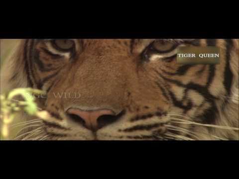Tiger Queen - Trailer