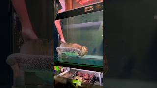 Download lagu channa barca jumbo seharga mobil‼️😱 #channa #shortsvideo mp3 Download lagu channa barca jumbo seharga mobil‼️😱 #channa #shortsvideo mp3