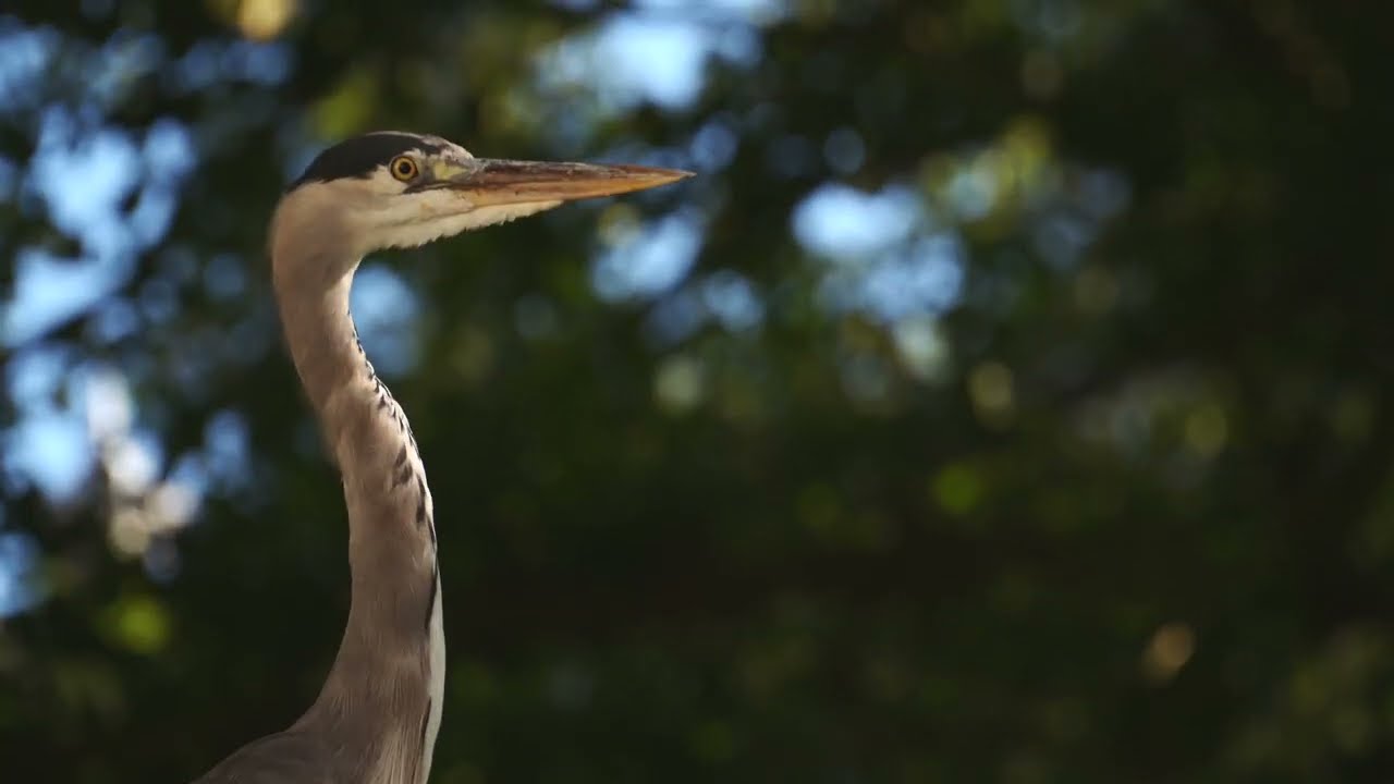 Biodiversity Banking