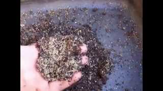 Pot worms in your worm composting bin Enchytraeidae