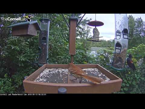 Brown Thrasher Makes First Appearance On Cornell Lab FeederWatch cam – Sept. 13, 2018