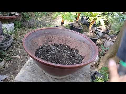 Repotting Coconut Bonsai
