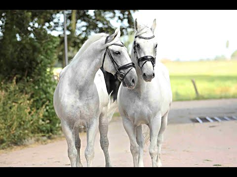 Stal Okkema's pair of lippizaners - 5 & 9 years old