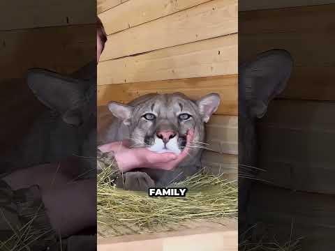 This Puma Thinks It's a House Cat! 🥹 #shorts