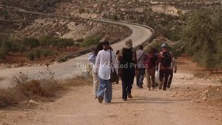Foreign volunteers join Palestinians for olive harvest amid rising settler violence