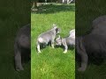 French Bulldog dogs for sale: Lucy - Video 1