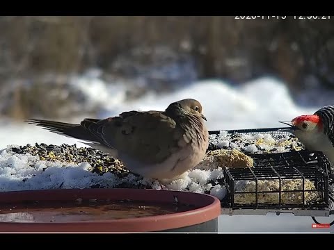 1 Mind-Blowing Reason Dove Wins Against Woodpecker