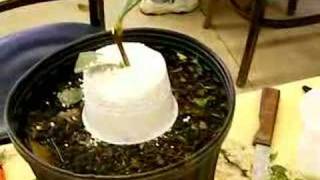 preview picture of video 'Feb 16 2008 Camellia Grafting Demonstration Gulfport MS'