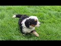 Mini Bernedoodle dogs for sale: Logan - Video 1
