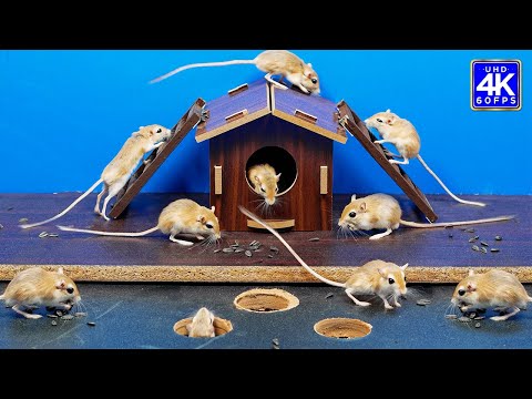 Cat TV - games for cats to watch: Ultimate Mice Hide & Seek - 8 Hours of Entertainment - 4K UHD