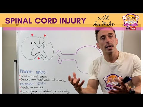 Spinal Cord Injury | What happens in the spinal cord after injury?