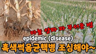 마늘 양파 파 흑색썩음균해병이 뭐예요?Garlic, onion, green onion epidemic (di…