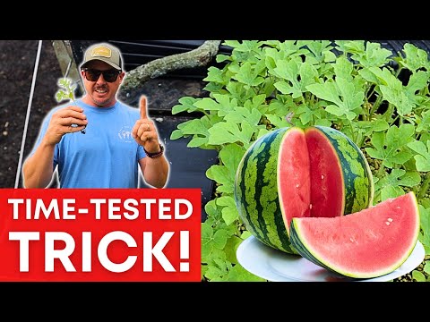 A Special Way to Plant Watermelons THAT WORKS!