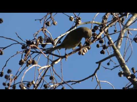 nature in my backyard episode 213 (HD)