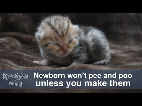 💩 Newborn kitten survival guide, part 2: pee and poo