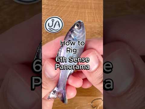 How to rig the Panorama Bait 3 Ways #fishing #bassfishing #fishingtips