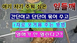 [텃밭농부 1,498]  잎들깨 심은 곳. 솎아 주고 묶어 주고 1차 웃거름 주는 방법 #잎들깨 #들깨재배
