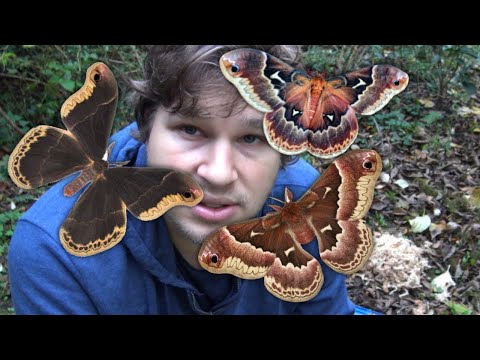 How to Breed: Promethea silkmoth / Cherry Silkmoth - Callosamia promethea in MothCycles