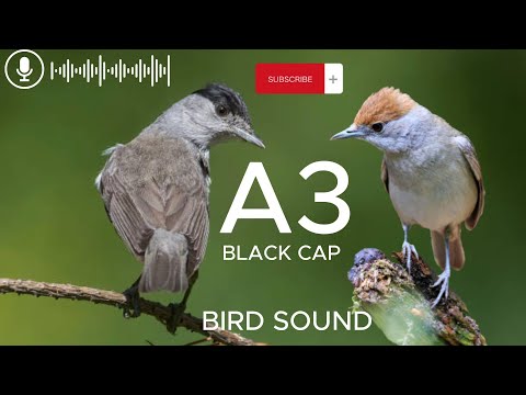 A3 صوت عصفور التيان , عصفور التين , صوت مميز ممتاز sounds balck cap , الجزء الثالث 3