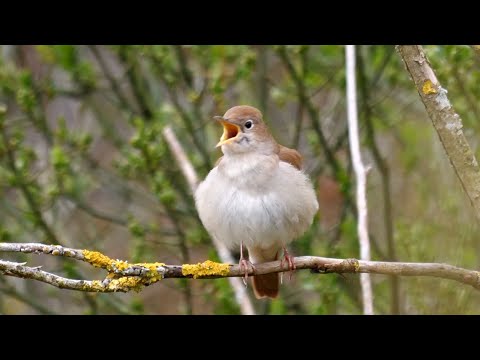 Calming Nightingale Birdsong: 1 Hour Of Relaxation In 4k Quality