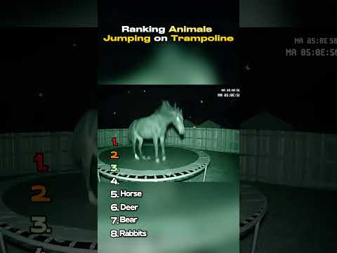 Ranking animals jumping on trampoline
