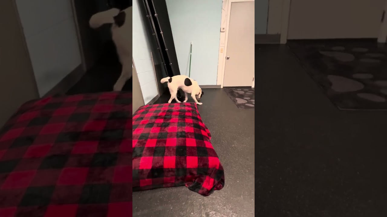 Enlarge Billy, a Adoptable mixed breed in Lyndhurst, OH video 6/6