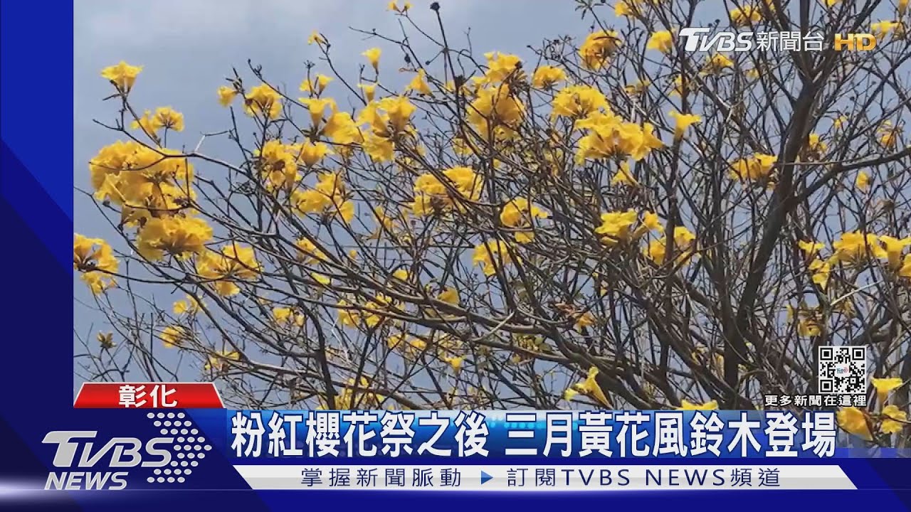 粉紅櫻花季之後 三月黃花風鈴木登場
