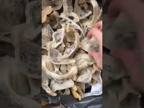 Tổ Yến Nha Trang vừa mới cập bến tại nhà em