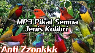 Download lagu MP3 pikat segala jenis burung Kolibri Ribut paling ampuh mp3 Download lagu MP3 pikat segala jenis burung Kolibri Ribut paling ampuh mp3