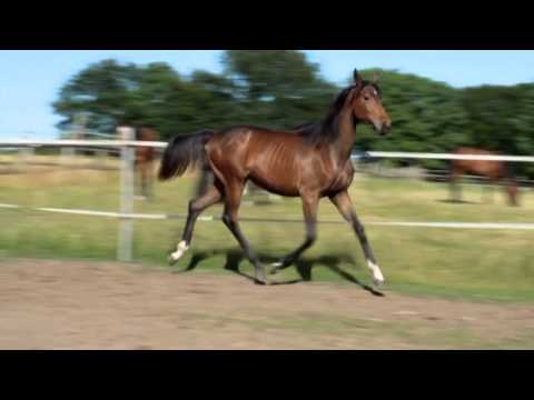 Desideria, Jährlingsstute von Desiderio x Weltmeyer x Derneburg x Busoni xx